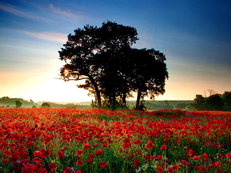 Poppy Field with Tree — Red, Serene