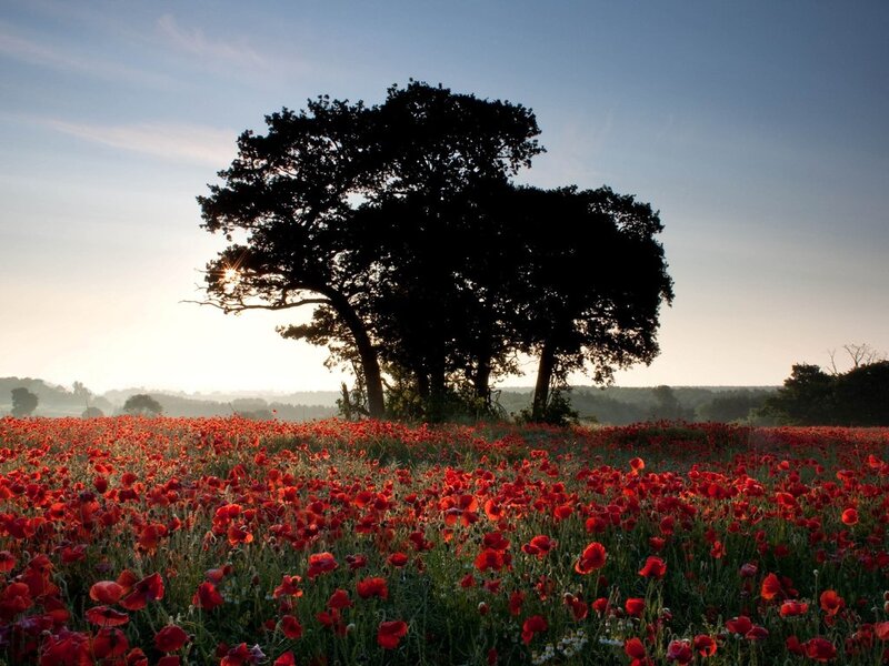 Poppy Field with Tree