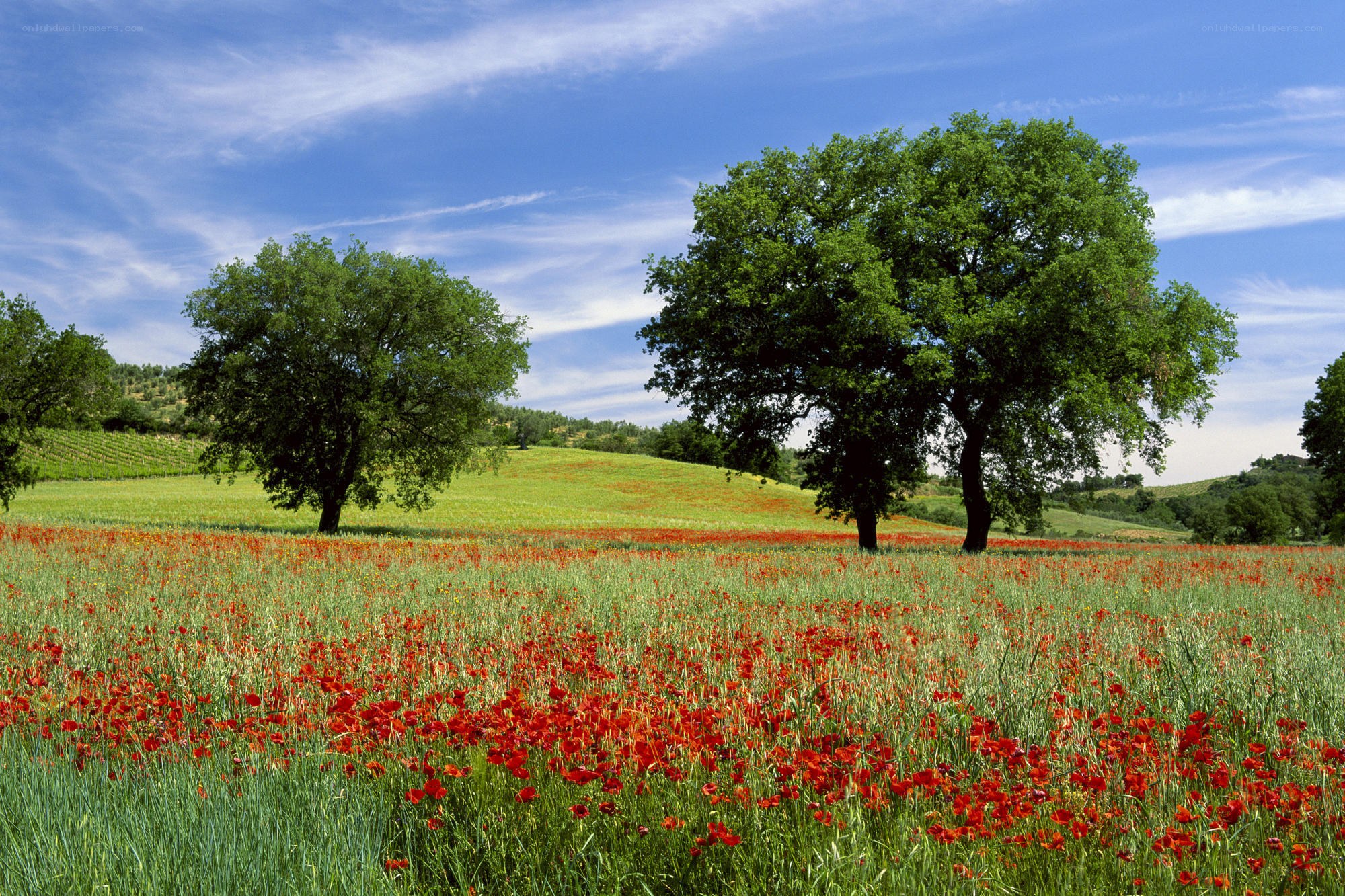 Poppy field with trees