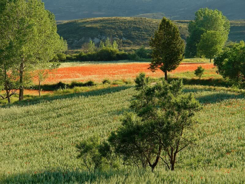 Poppy Field with Trees — Green