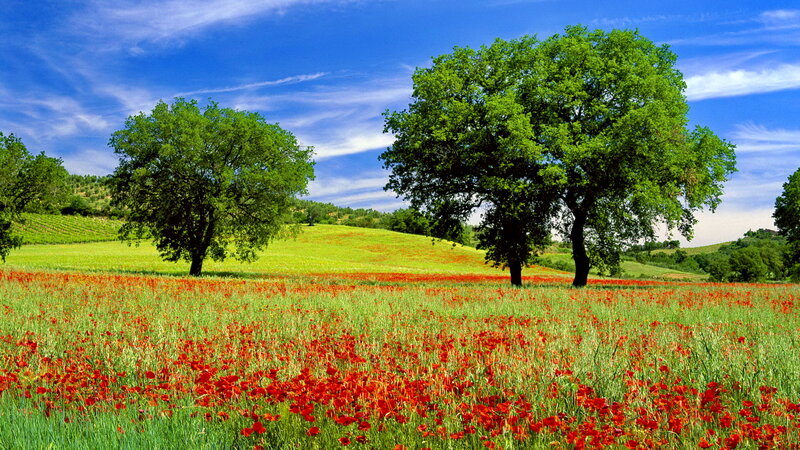 Poppy Field with Trees — Red