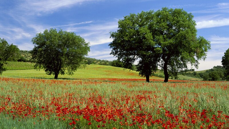 Poppy field with trees