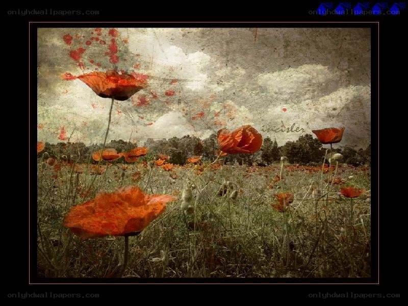 Poppy field with vintage effect