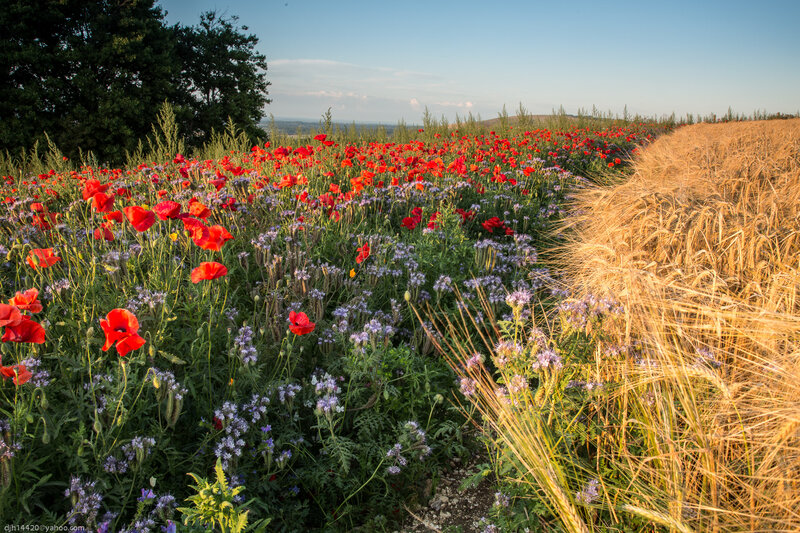 Poppy Field with Wheat — Red