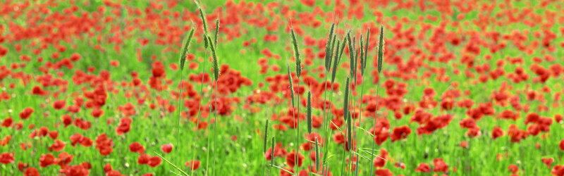 Poppy field with wheat