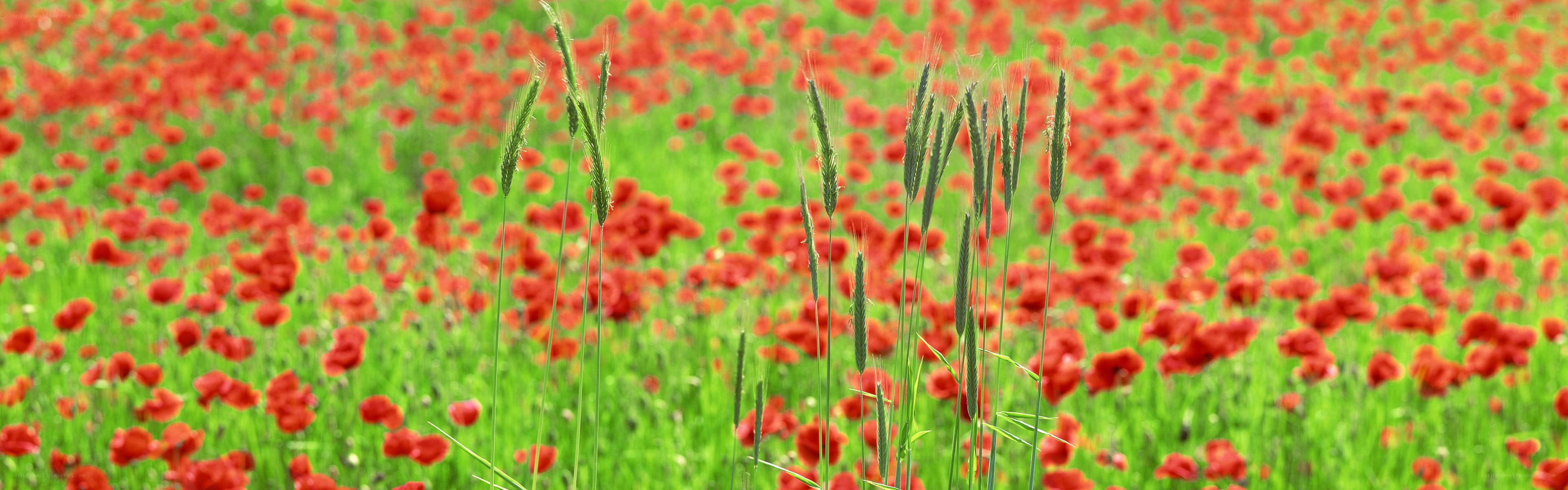 Poppy field with wheat