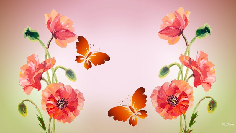 Poppy Flowers and Butterflies