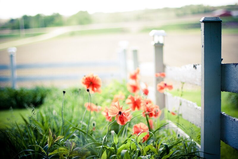 Poppy flowers by a fence