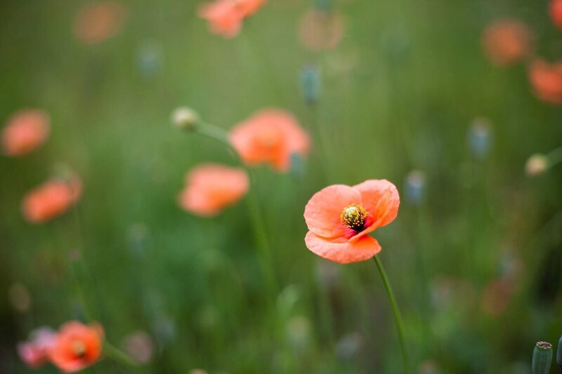 Poppy flowers in a field