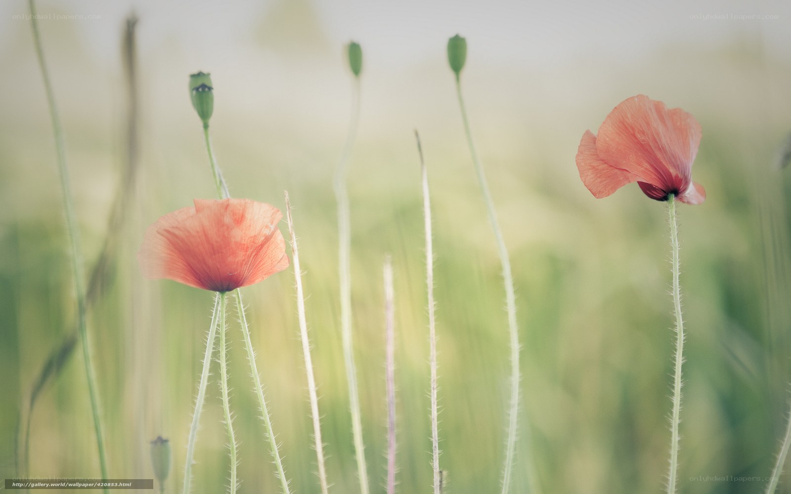 Poppy flowers in a field