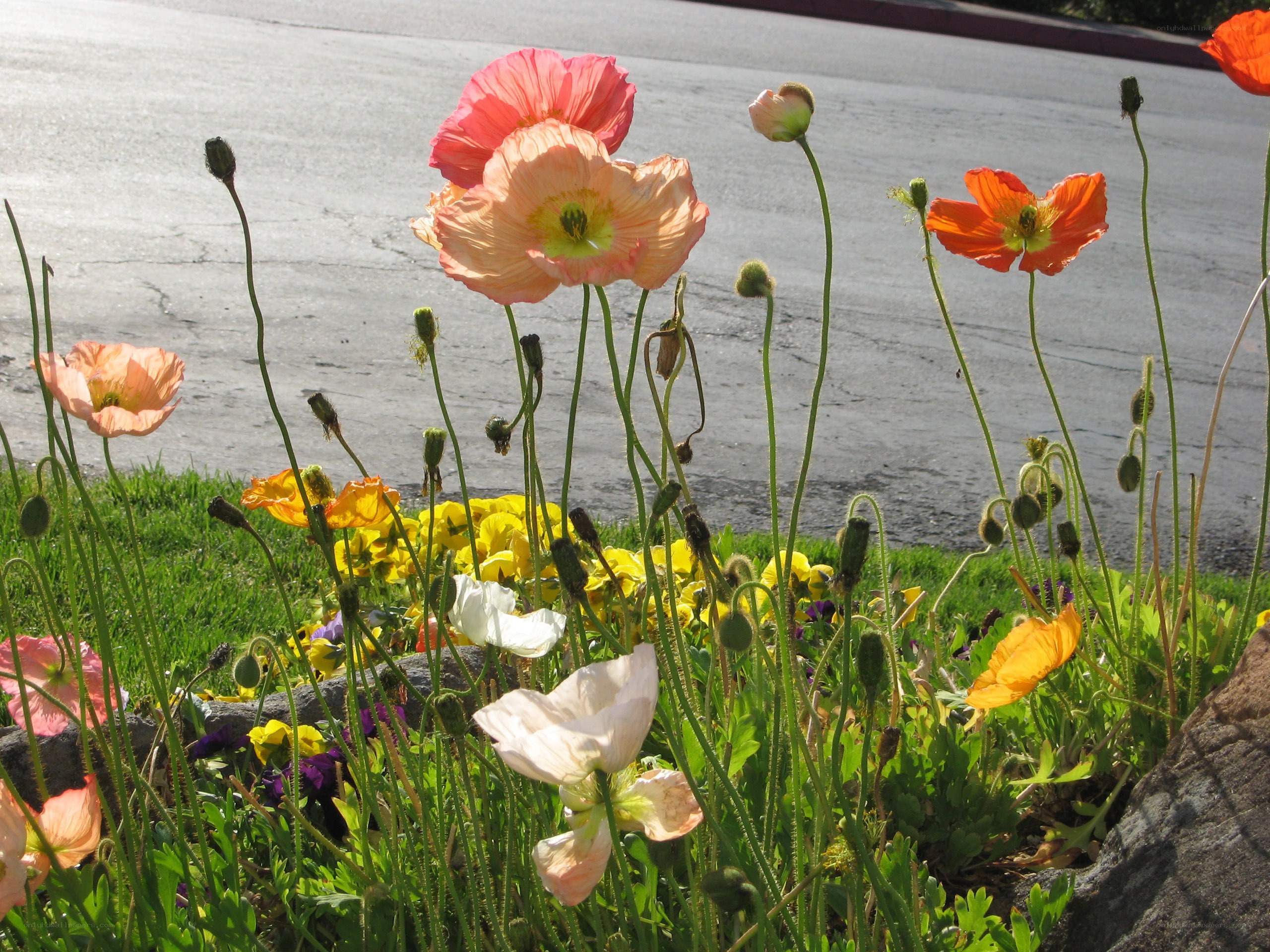 Poppy flowers in a garden