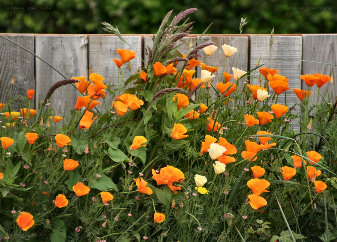 Poppy flowers in a garden