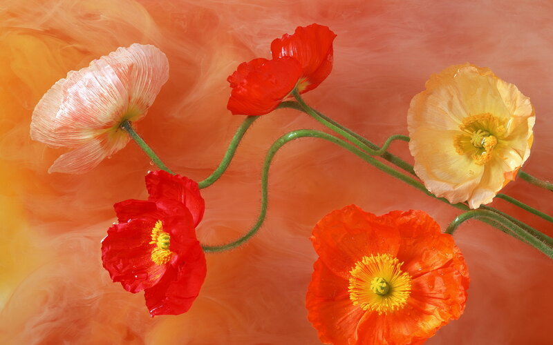 Poppy flowers in vibrant colors