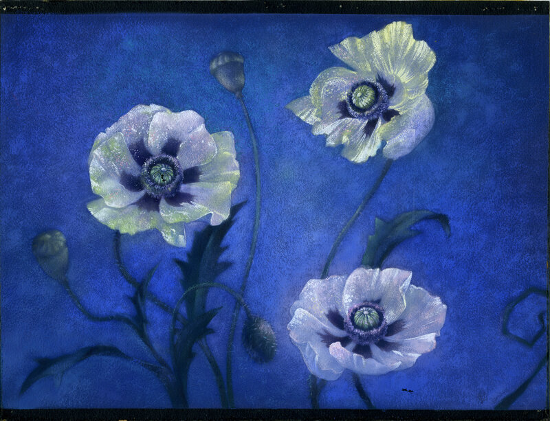 Poppy flowers on blue background