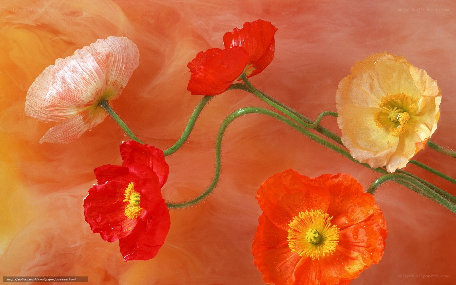 Poppy flowers on orange background