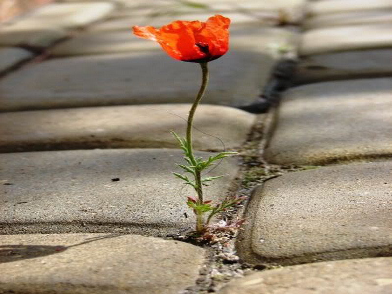 Poppy growing through pavement