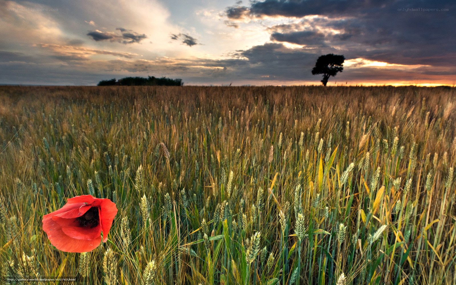 Poppy in a wheat field