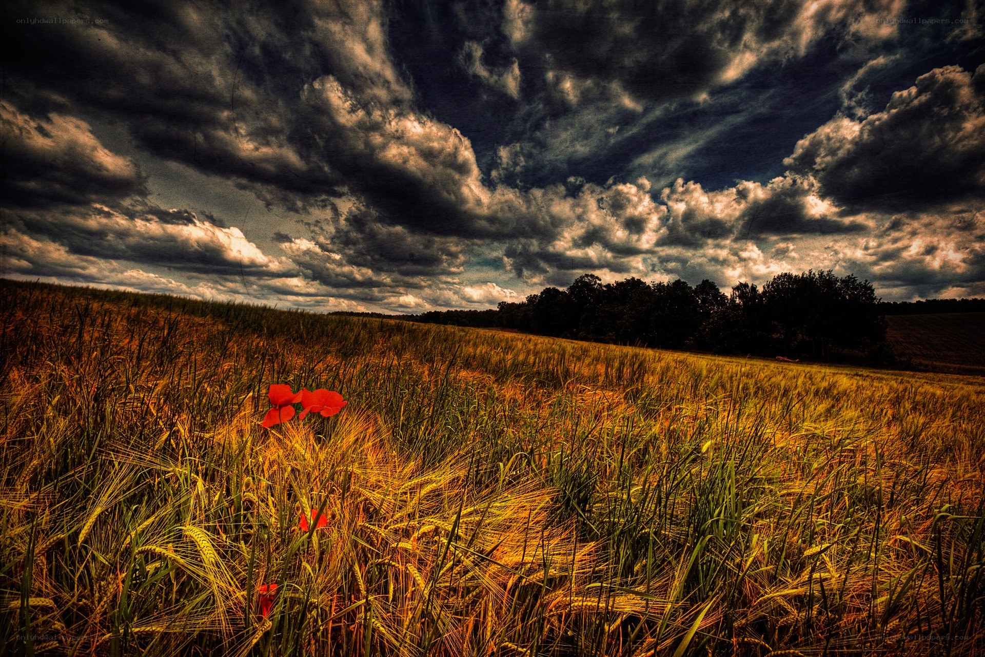 Poppy in a wheat field