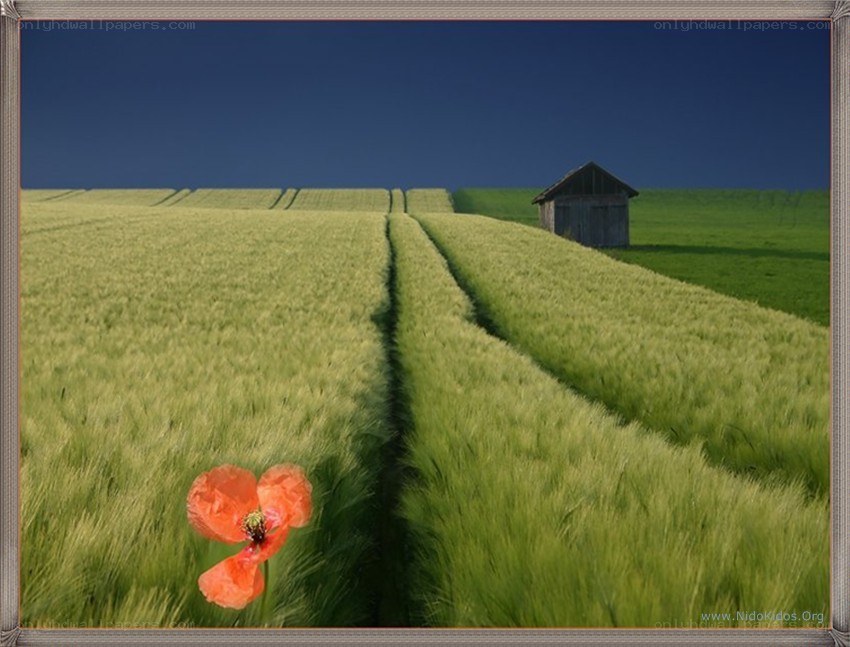 Poppy in a wheat field