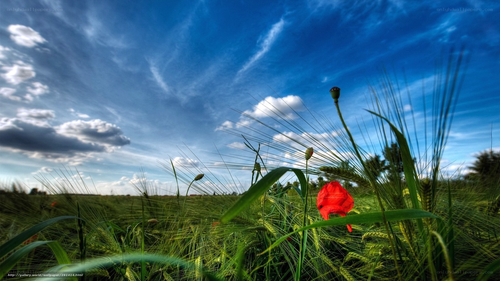 Poppy in a wheat field
