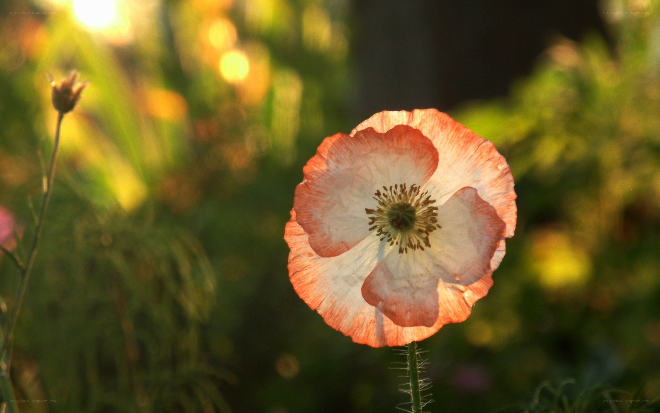 Poppy in golden light
