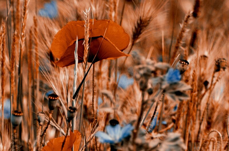 Poppy in Wheat Field