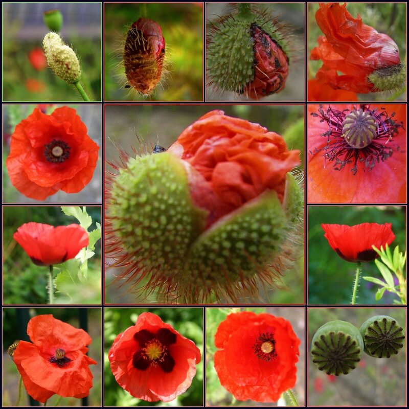 Poppy life cycle collage