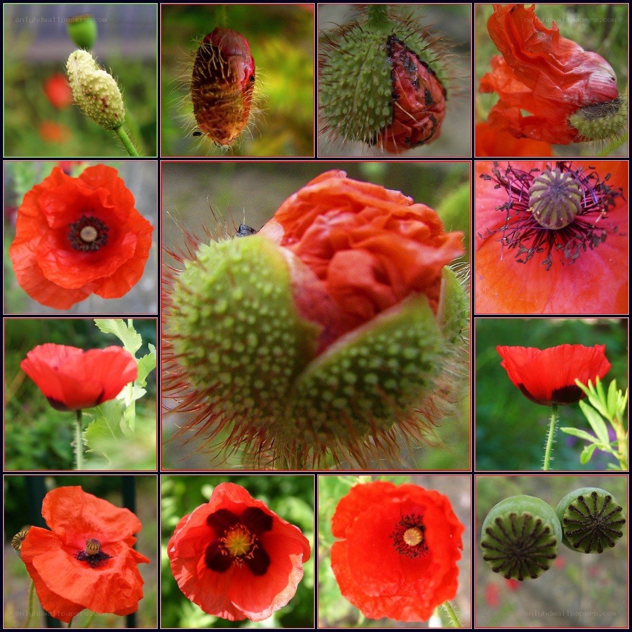 Poppy life cycle collage