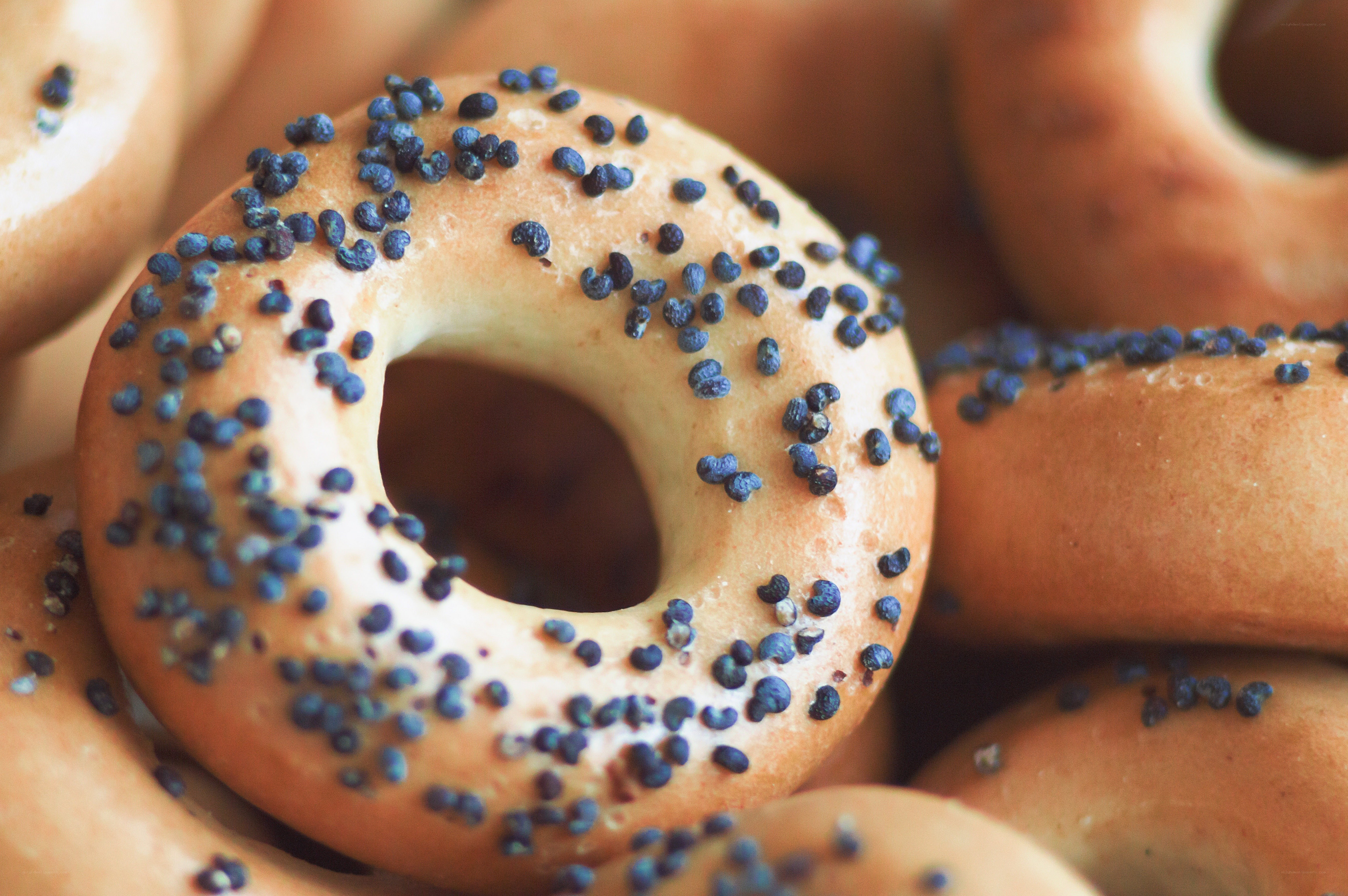 poppy seed bagels