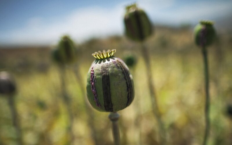 Poppy seed pod in a field