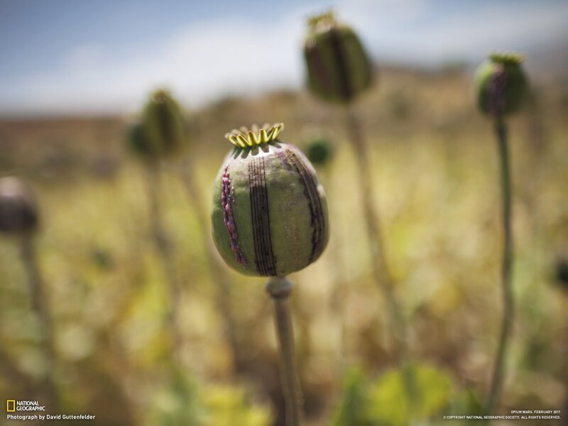 Poppy seed pod in a field
