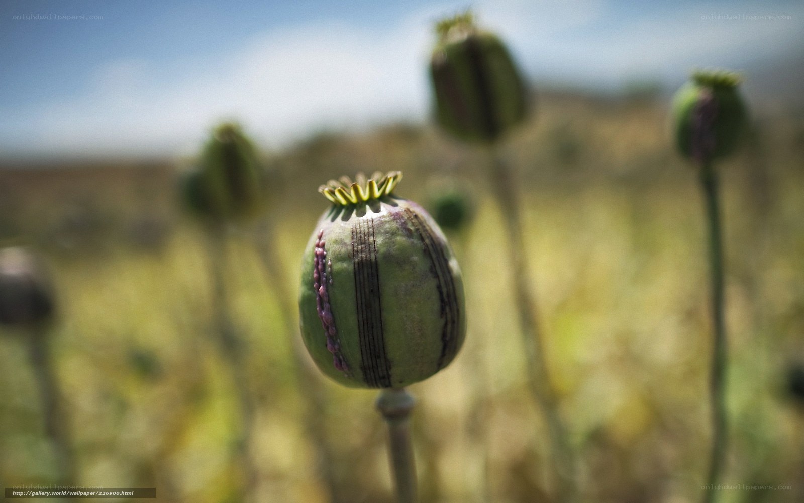 Poppy seed pod in field
