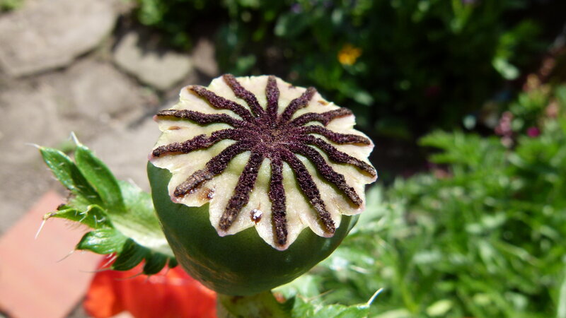 Poppy Seed Pod