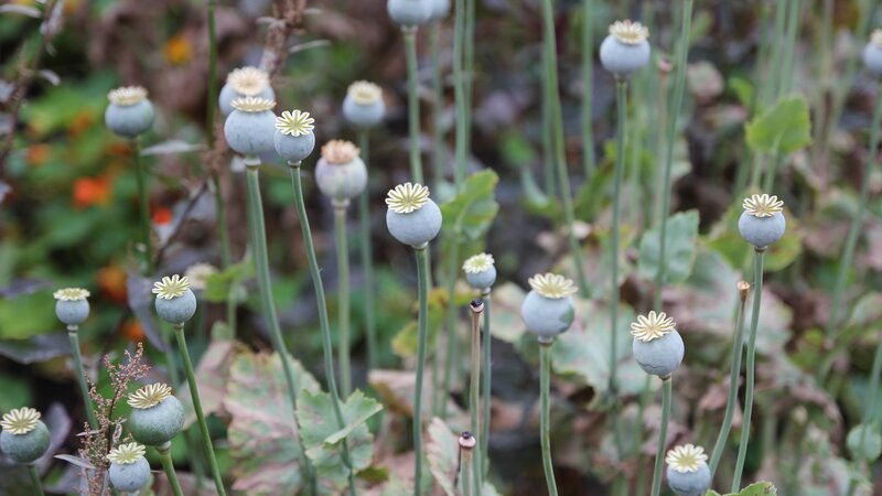 Poppy Seed Pods — Green