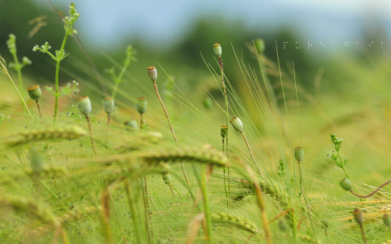 Poppy seed pods in a field