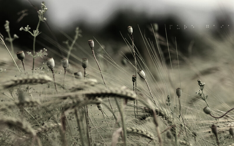 Poppy seed pods in a field