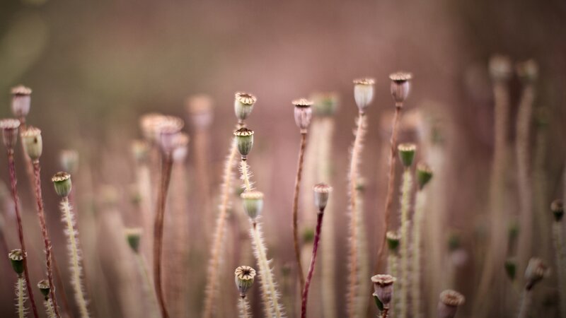 Poppy seed pods in a field