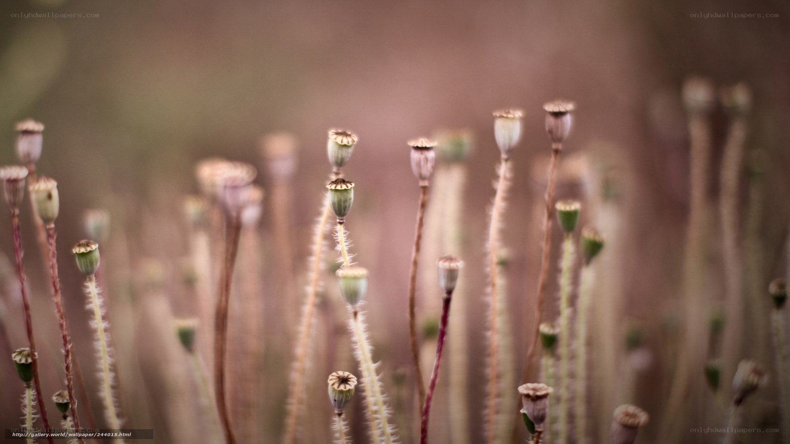 Poppy seed pods in a field