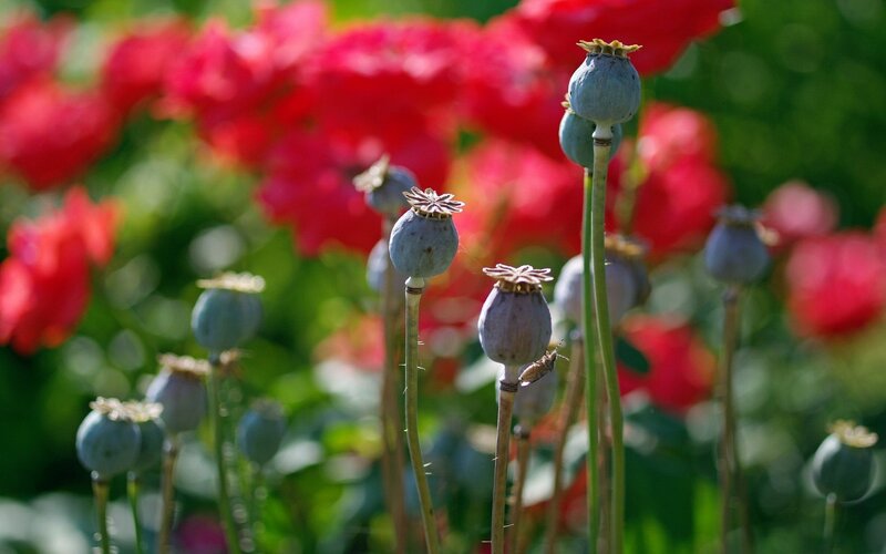 Poppy seed pods in a garden