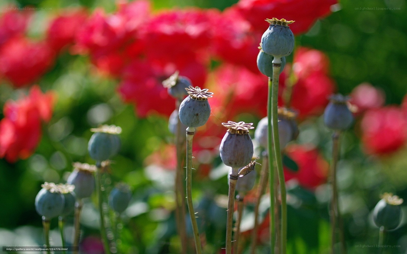 Poppy seed pods in a garden