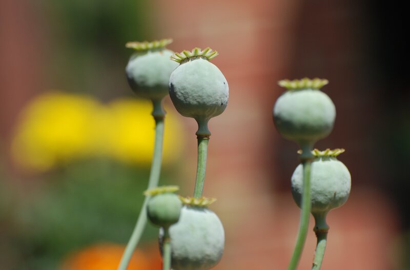 poppy seed pods in garden