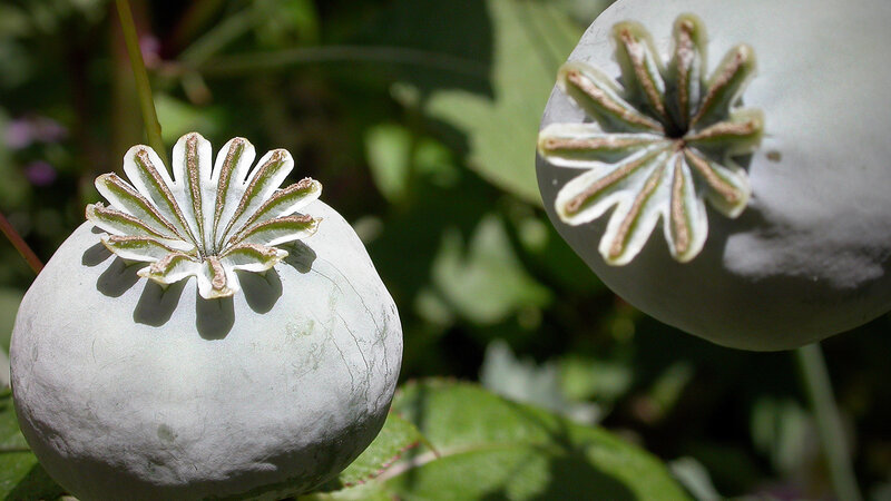 poppy seed pods in sunlight