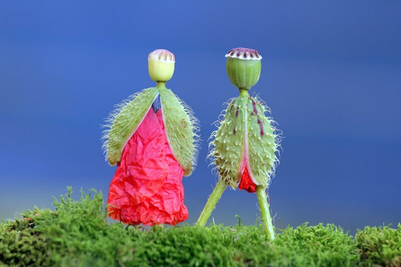 Poppy Seed Pods