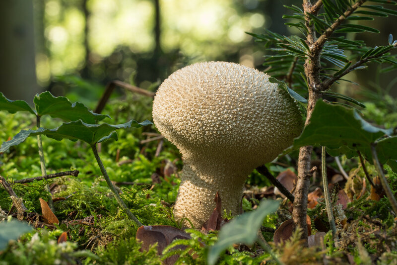Porcini Mushroom in Forest