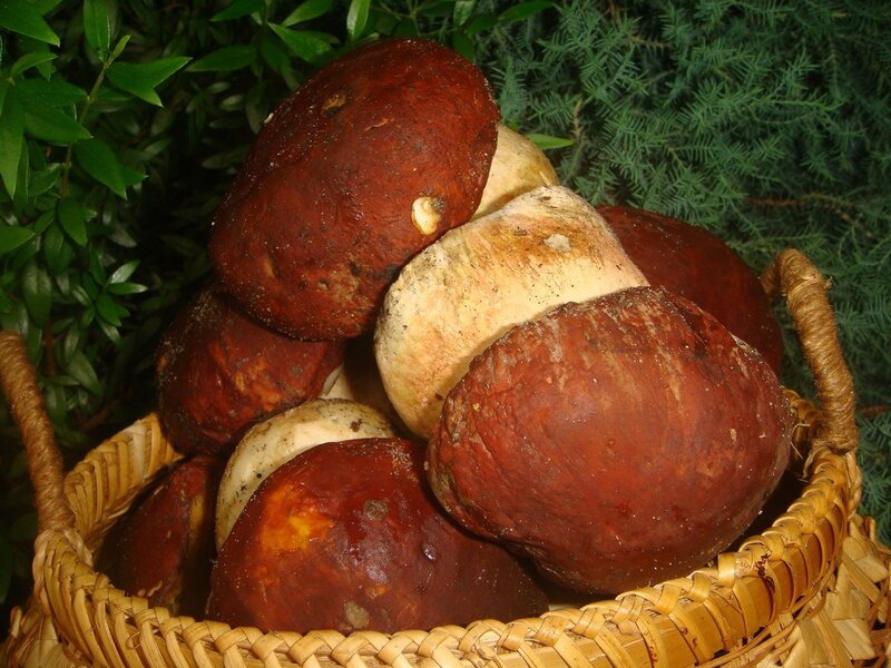 Porcini Mushrooms in Basket
