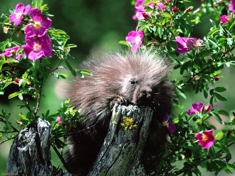 Porcupine among pink flowers