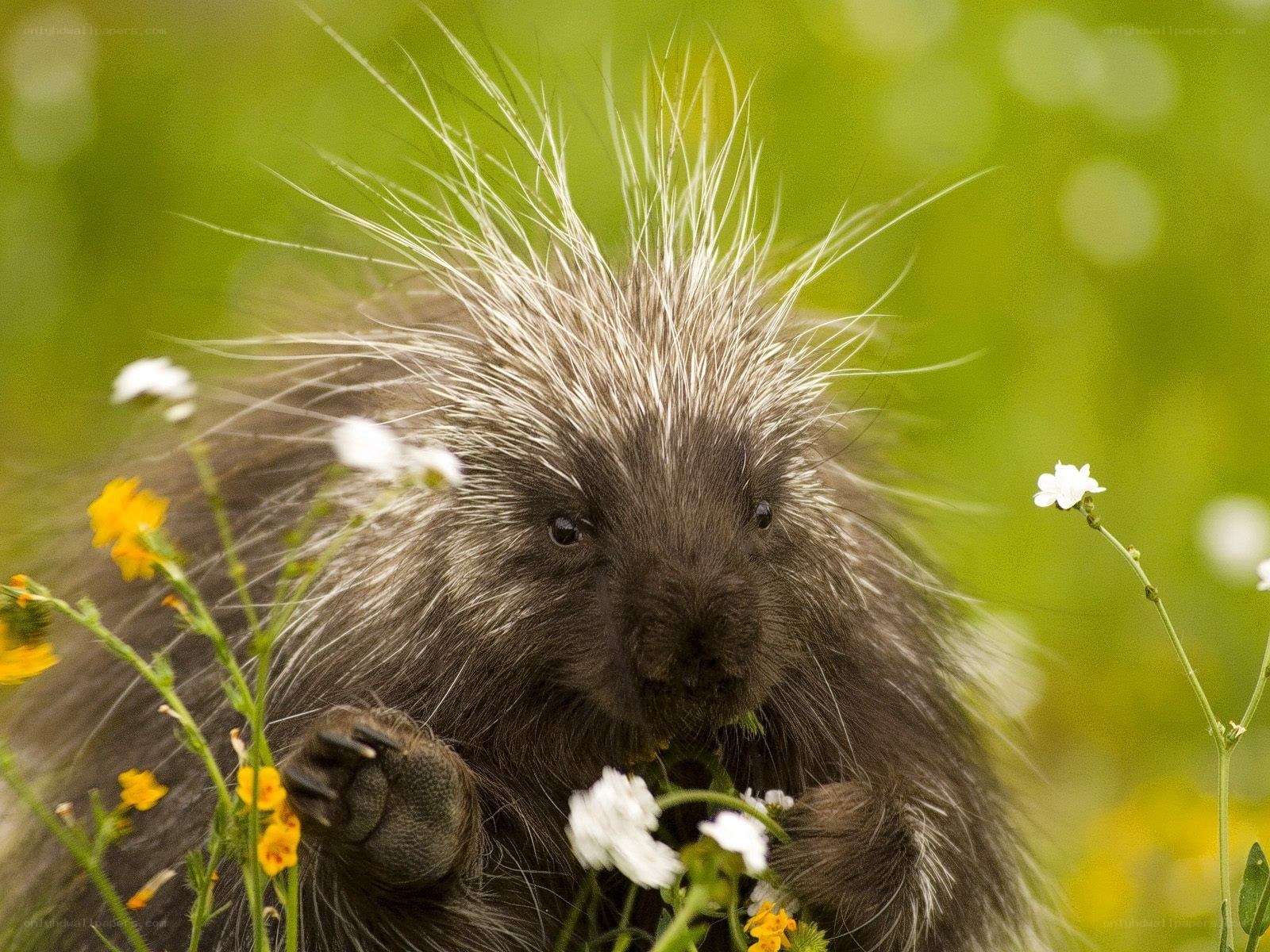 Porcupine among wildflowers