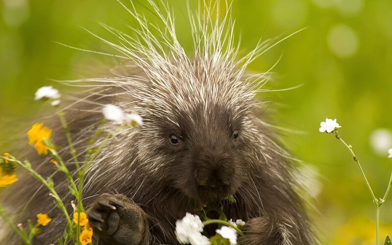 Porcupine Eating Flowers