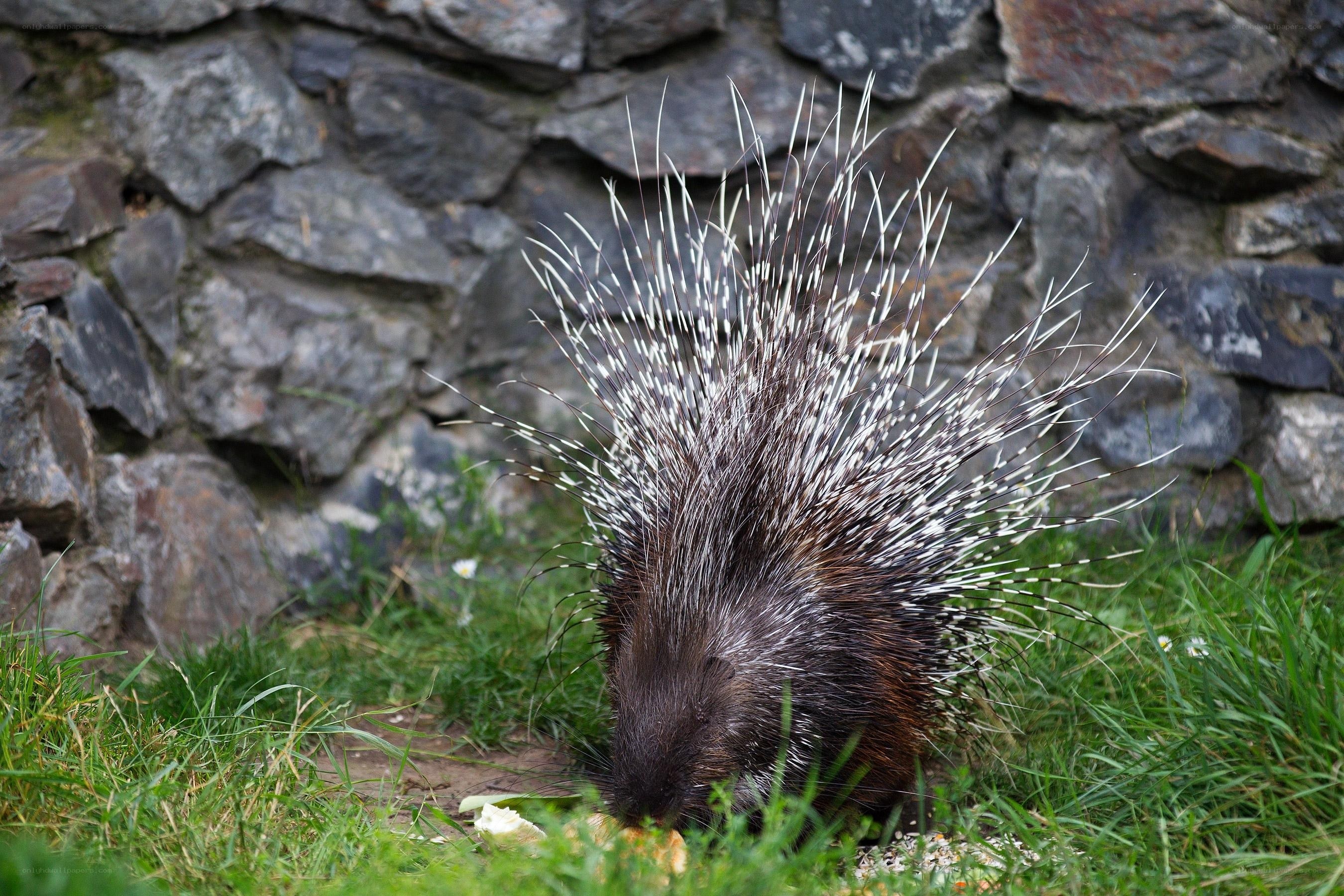 porcupine eating in grass