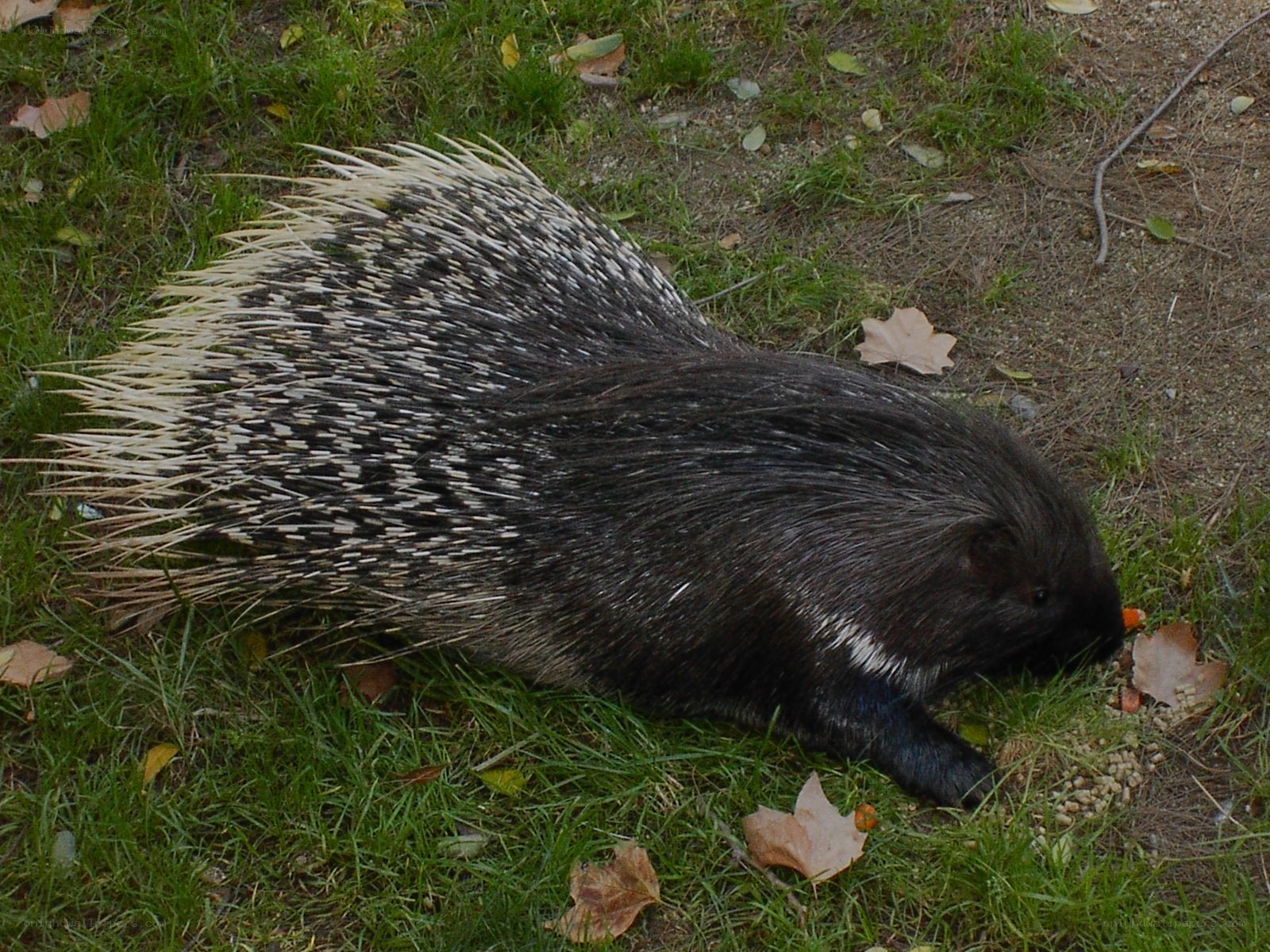 porcupine eating on grass